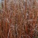 Carex buchananii