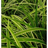 Carex morrowii 'Gold Band'