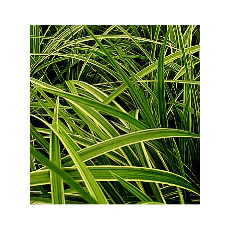 Carex morrowii 'Gold Band'