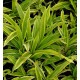 Carex siderosticha (ciliatomarginata) 'Shima Nishiki'