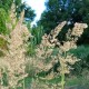 Calamagrostis varia