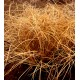 Carex comans 'Bronze'