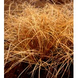 Carex comans 'Bronze'