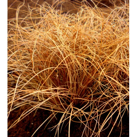 Carex comans 'Bronze'