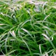 Carex conica (type)