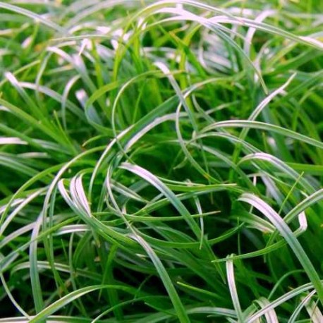 Carex conica (type)