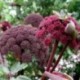 Angelica gigas