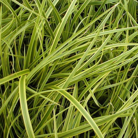 Carex dolichostachia 'Kaga Nishiki'