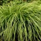 Carex dolichostachia 'Kaga Nishiki'