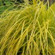 Carex elata 'Bowles Golden'