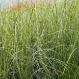 Carex buchananii 'Green Twist'