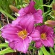 Hemerocallis 'Amethyst Gumdrop'