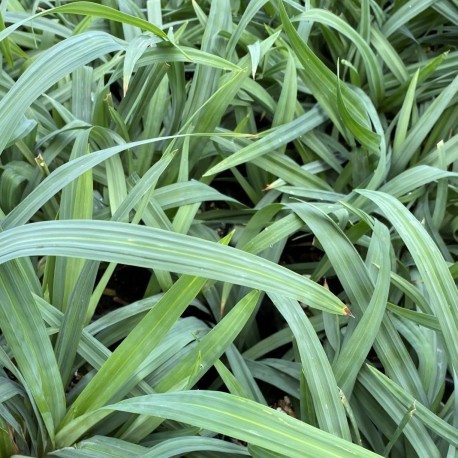 Carex flaccosperma var. glaucodea