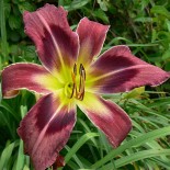 Hemerocallis 'Ninja Storm'