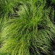 Carex montana