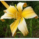 Hemerocallis 'Bora Bora'