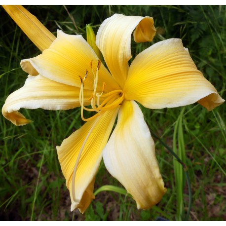 Hemerocallis 'Bora Bora'