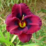 Hemerocallis 'Brodway Phantom'