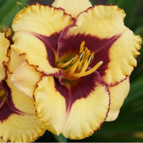 Hemerocallis 'Brodway Diva'