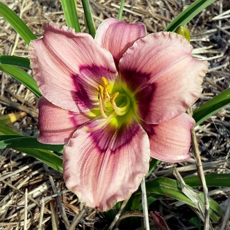 Hemerocallis 'Little Witching Hour'