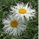 Leucanthemum x superbum 'Shapcott Gossamer'