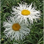 Leucanthemum x superbum 'Shapcott Gossamer'