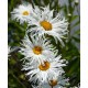 Leucanthemum x superbum 'Shapcott Gossamer'