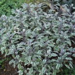 Salvia officinalis 'Tricolor'