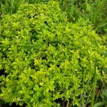 Thymus serphyllum 'Aureum'