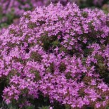 Thymus praecox 'Coccineum'