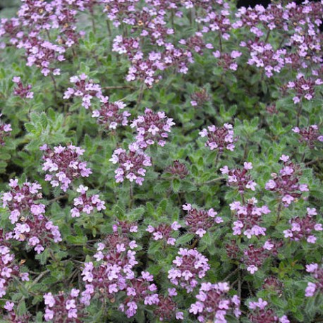 Thymus ciliatus