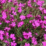 Dianthus deltoides