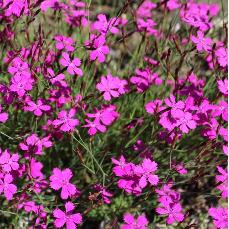 Dianthus deltoides