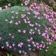 Dianthus arpadianus