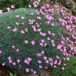 Dianthus arpadianus