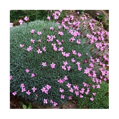 Dianthus arpadianus