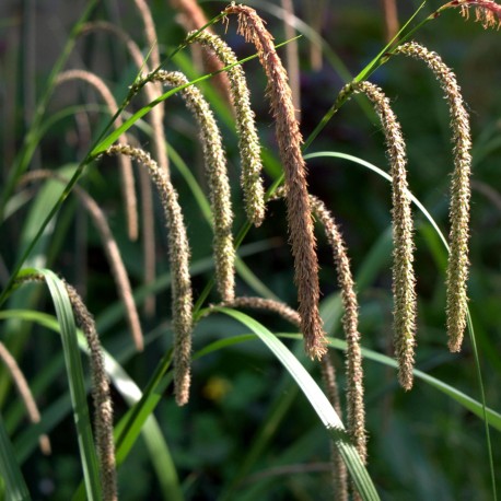 Carex pendula