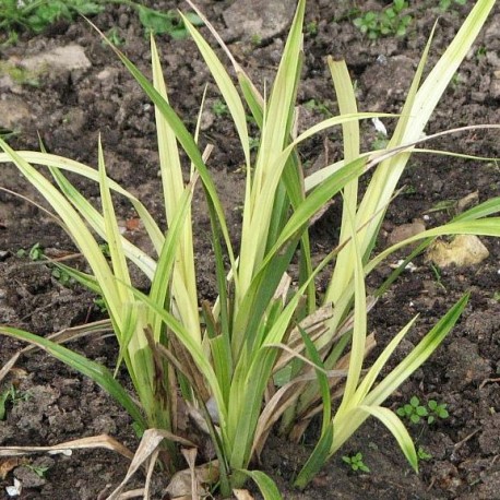 Carex pendula 'Moonraker'