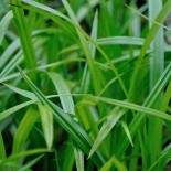 Carex morrowii (foliosissima) 'Irish Green