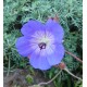 Geranium 'Rozanne'