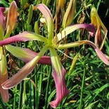 Hemerocallis 'String Bean'