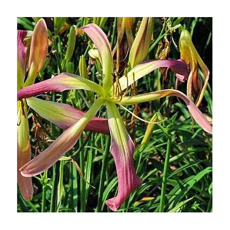 Hemerocallis 'String Bean'