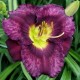 Hemerocallis 'Maarten Verhaert'