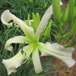 Hemerocallis 'Lillian's Vapor Trail'