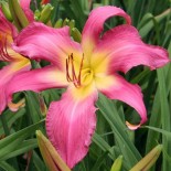 Hemerocallis 'Neon Flamengo'