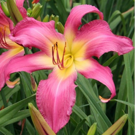 Hemerocallis 'Neon Flamengo'