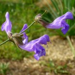 Salvia ringens