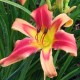 Hemerocallis 'My Heart Belongs to Daddy'