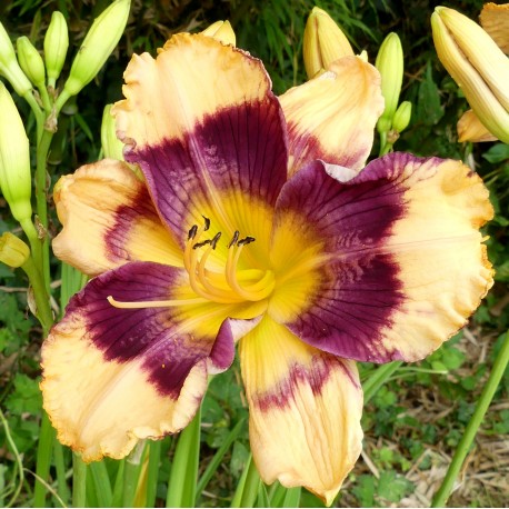 Hemerocallis 'Echoes from the Past'