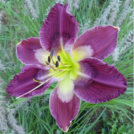 Hemerocallis 'Painted Pattern'